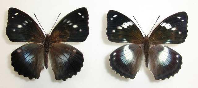 Mimathyma schrenckii (collection, aberration [left] normal [right],  heilongjiang,china) (Internet Image property of respective owner, non-commercial use only)